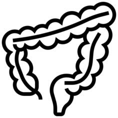 Large intestine