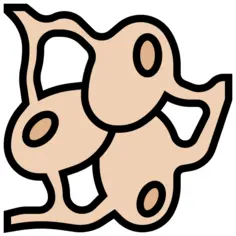 Lymph nodes