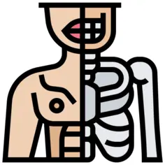 Human body