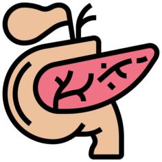 Pancreas
