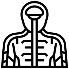 人体