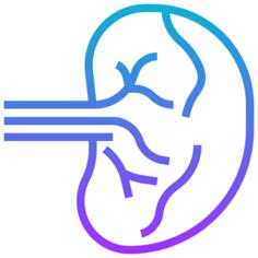Spleen