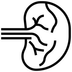 Spleen