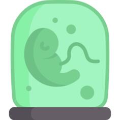 胚胎