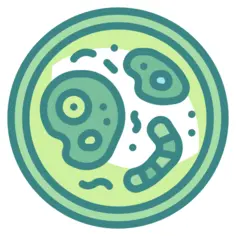 Bacteria