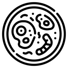 Bacteria