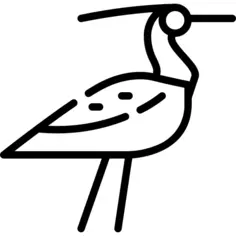 鸟