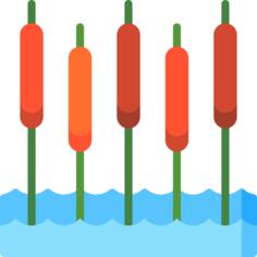 Reeds