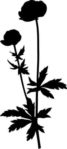 Globe flower silhouette