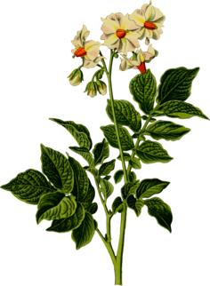 Potato plant