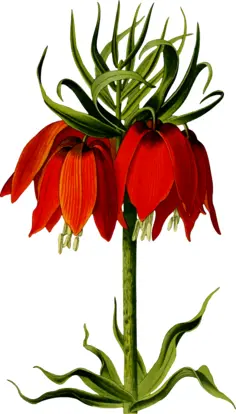 Crown imperial