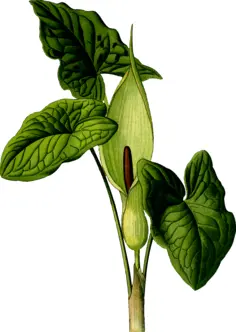 Lilly plant