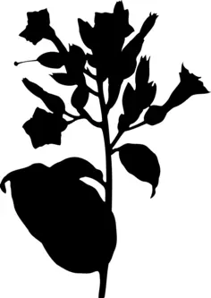 Tobacco plant silhouette