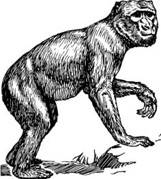 Barbary monkey