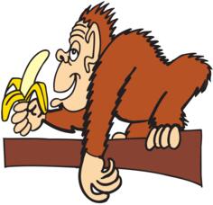 Ape eating banana