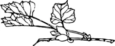 Leafy and floral branch