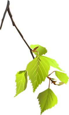 Birch leafs