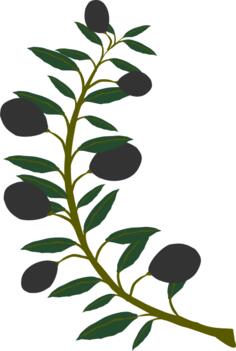 Olive branch with black olives
