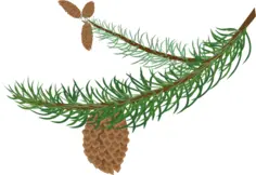 Fir branch with cones