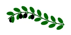 Olive branch image