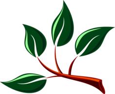 Glossy leaves in a branch