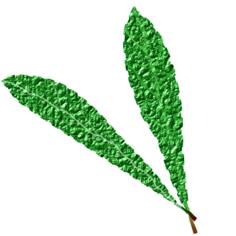 Textured green leaves