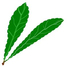 Green leaves pair