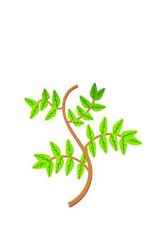 Leaves and branches