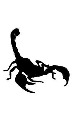 Scorpion vector image