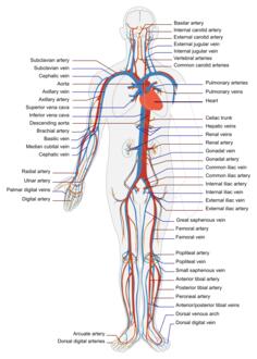 Circulatory human system