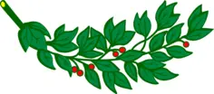 Laurel branch with red berries vector image