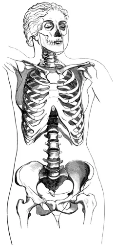 Female body skeleton