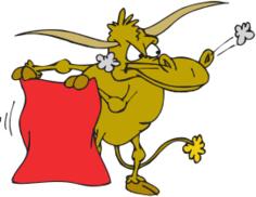 Bull in rage