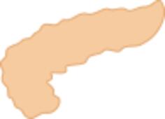 Pancreas illustration