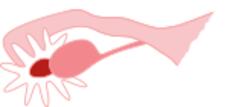 Ovary drawing