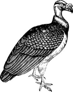 King vulture drawing