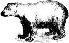 Polar bear vector sketch