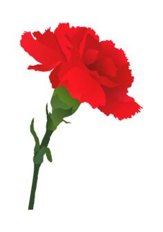 Carnation vector image