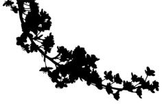 Blossoms silhouette