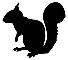 Squirrel vector silhouette