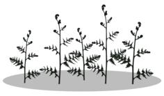 Fern vector image