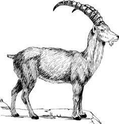 Ibex vector drawing