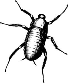 Bug in black and white