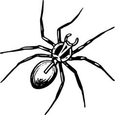 Spider in black and white