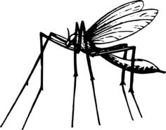 Mosquito in black and white