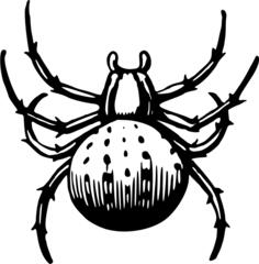 Spider vector image