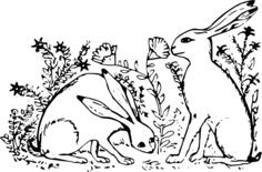 Hares in grass
