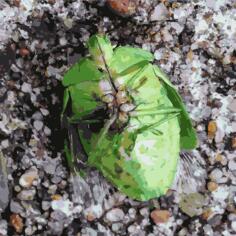 Green belly bug
