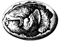 Bird in egg