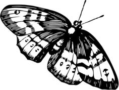 Black and white butterfly image